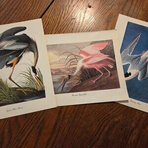Vintage Bird Prints - Audubon